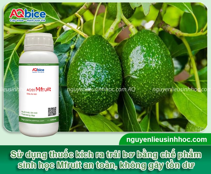 Thuốc kích bơ ra trái: Giải pháp để bơ ra trái đúng vụ 3 Thuốc kích bơ ra trái: Giải pháp bơ ra sai trái, đúng mùa vụ