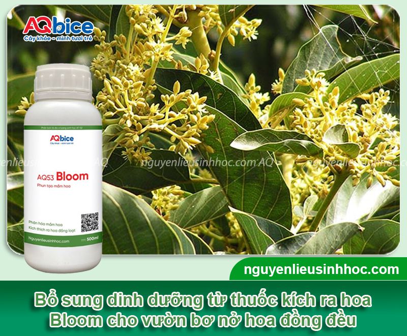 Thuốc kích ra hoa bơ Bloom chống rụng hoa, rụng trái non
