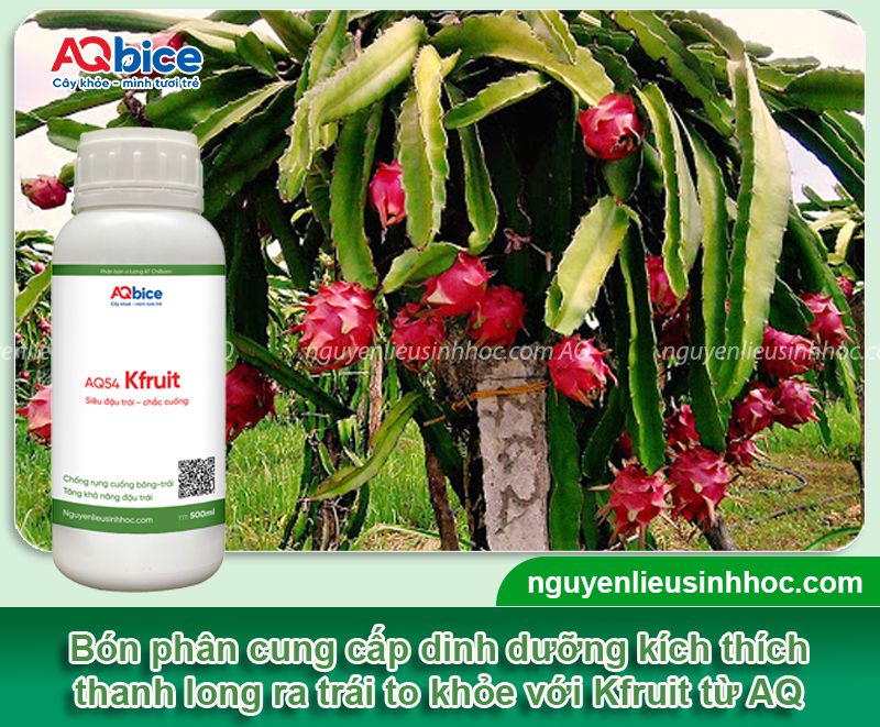 Thuốc kích thanh long ra trái Kfruit tăng tỷ lệ đậu trái, đẹp mã