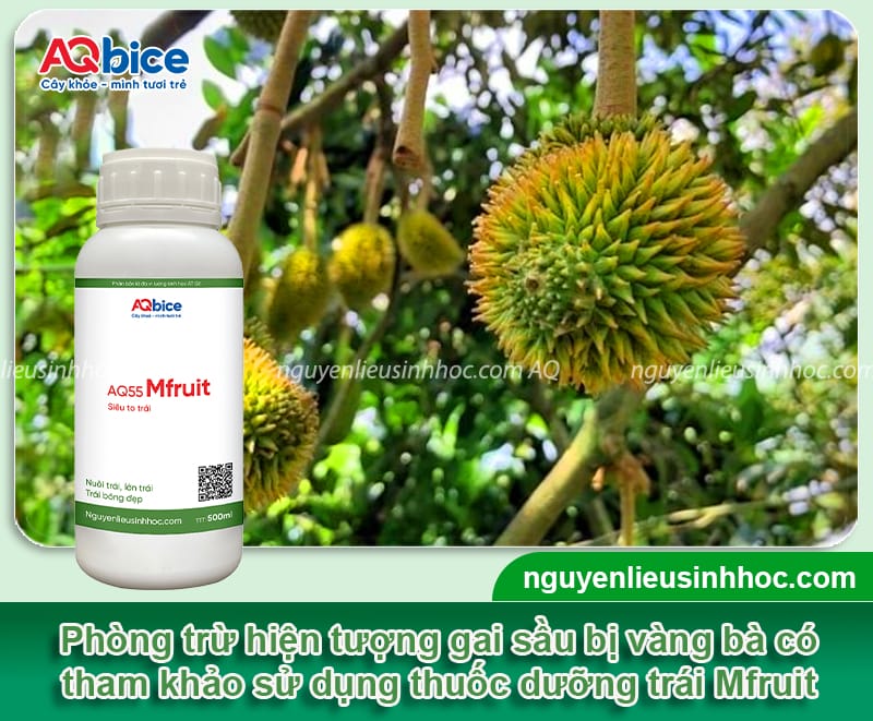 Sầu riêng bị vàng gai do đâu và Cách khắc phục 5 Sầu riêng bị vàng gai nguyên nhân do đâu và cách khắc phục