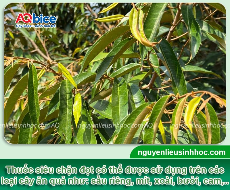 Siêu Chặn Đọt - Ức chế đọt non, thúc đẩy ra hoa, cho ra trái ngọt 5 Phân vi lượng siêu chặn đọt ức chế đọt non, thúc đẩy ra hoa