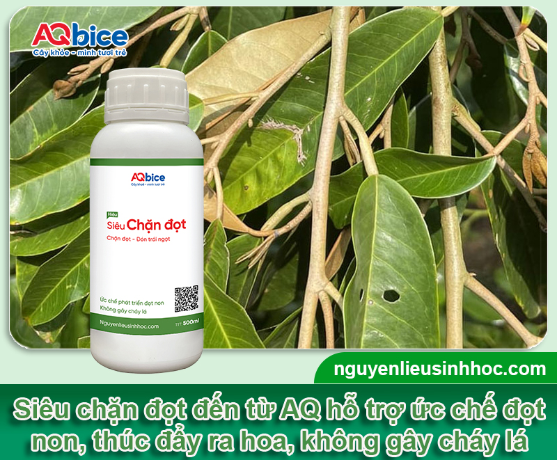 Siêu Chặn Đọt - Ức chế đọt non, thúc đẩy ra hoa, cho ra trái ngọt 6 Phân vi lượng siêu chặn đọt ức chế đọt non, thúc đẩy ra hoa