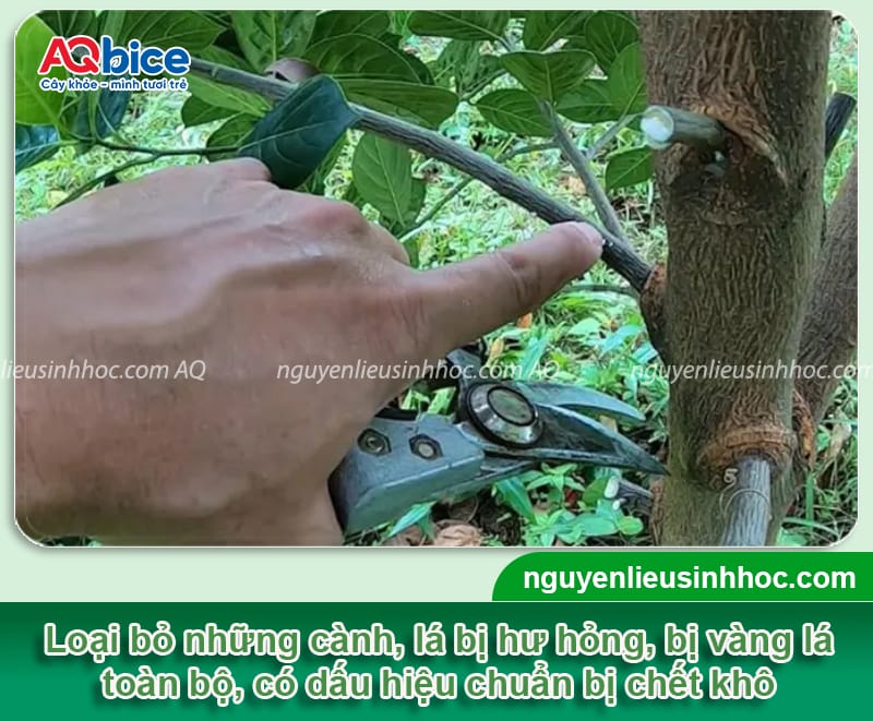 Cách cứu cây mít sắp chết phục hồi nhanh, xanh tươi trở lại 3 Cách cứu cây mít sắp chết phục hồi nhanh, xanh tươi trở lại