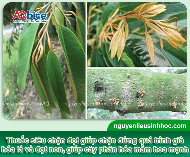 Siêu Chặn Đọt - Ức chế đọt non, thúc đẩy ra hoa, cho ra trái ngọt 4 Phân vi lượng siêu chặn đọt ức chế đọt non, thúc đẩy ra hoa