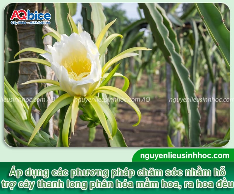 Hướng dẫn cách chăm sóc cây thanh long ra hoa đồng đều