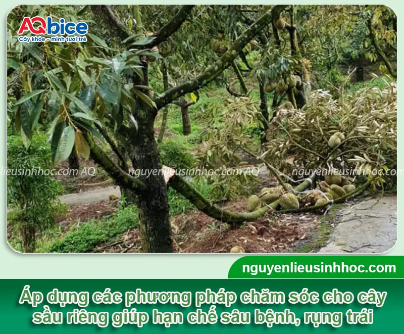Hướng dẫn chăm sóc sầu riêng mùa mưa giữ trái chắc, cây khỏe