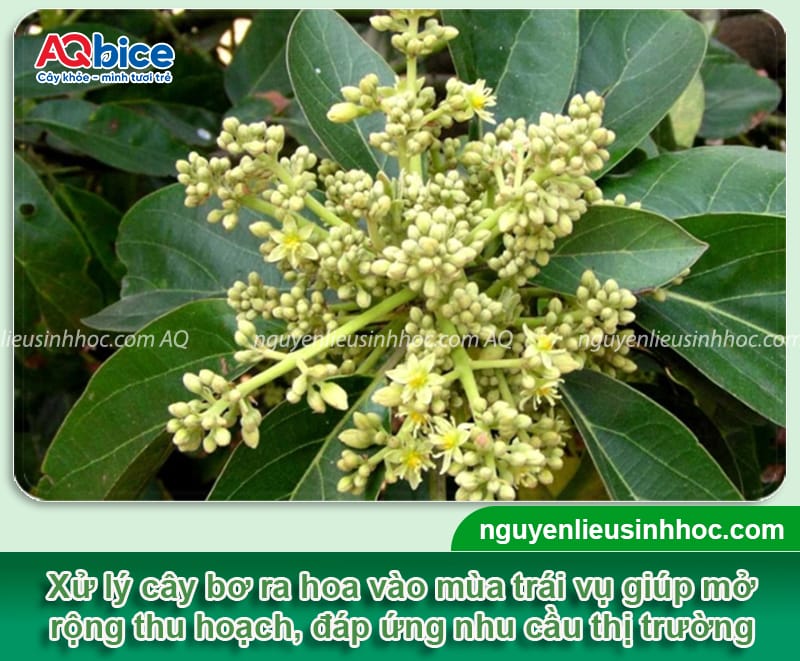 Cách xử lý cây bơ ra hoa trái vụ, kích ra mầm hoa, đậu trái
