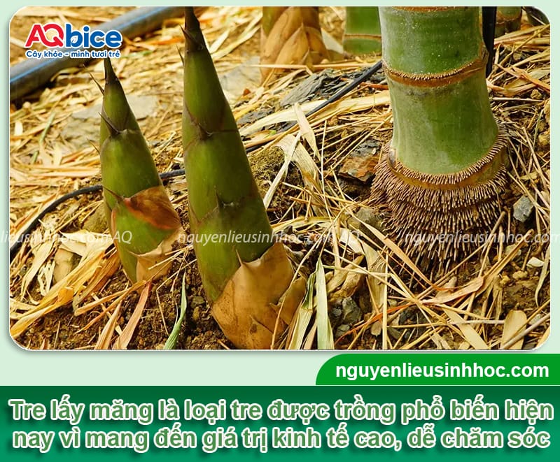 Hướng dẫn trồng tre lấy măng đúng quy trình, mau nảy chồi