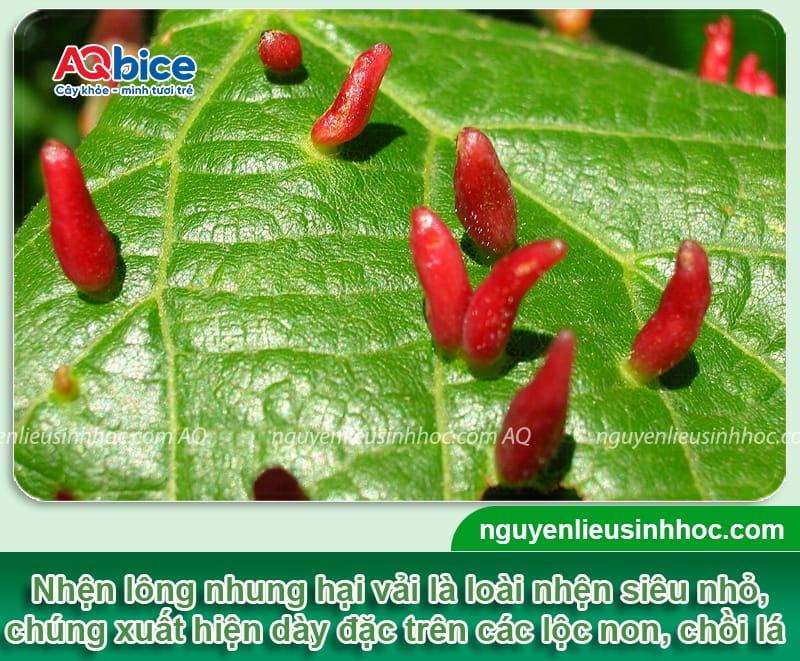 Nhận biết nhện lông nhung hại vải và Cách xử lý dứt điểm