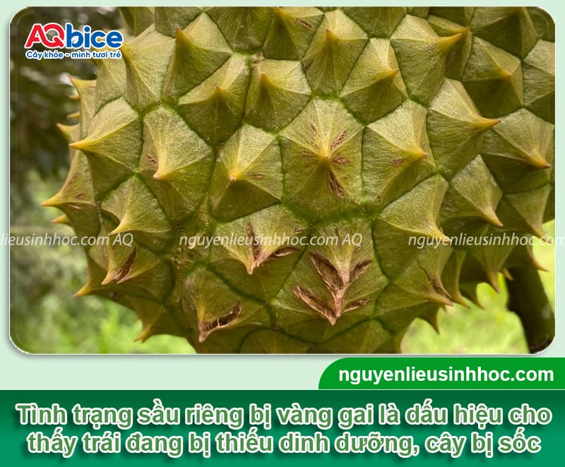 Sầu riêng bị vàng gai nguyên nhân do đâu và cách khắc phục