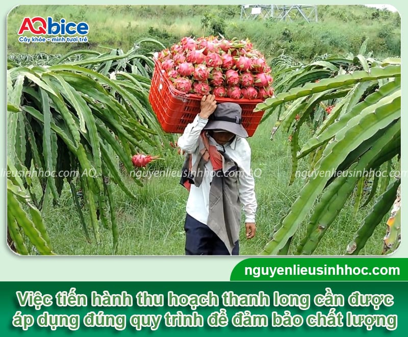 Thu hoạch thanh long: Bí quyết thu hoạch trái chuẩn nông sản