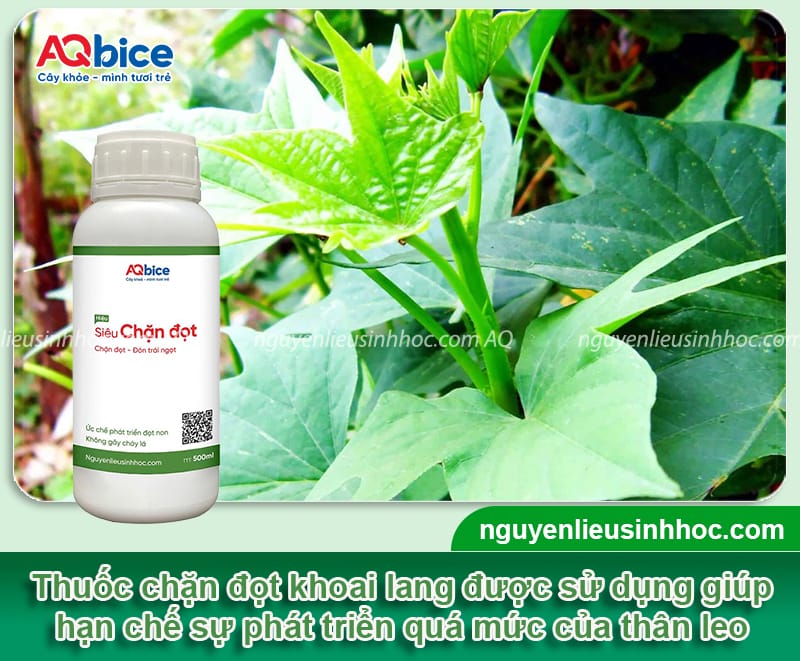 Cách dùng thuốc chặn đọt khoai lang giúp củ phát triển tốt