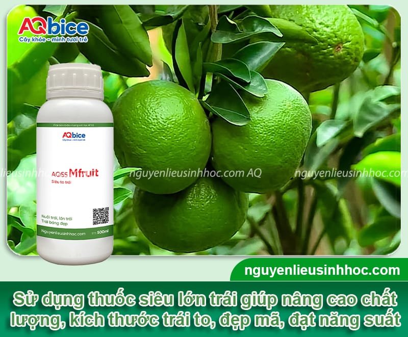 Thuốc siêu to trái giúp trái to nhanh, đẹp mã, ngọt tự nhiên