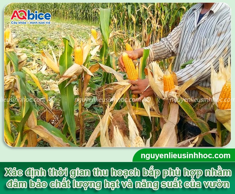 Trồng bắp bao lâu thu hoạch? Cách bảo quản ngô tại nhà