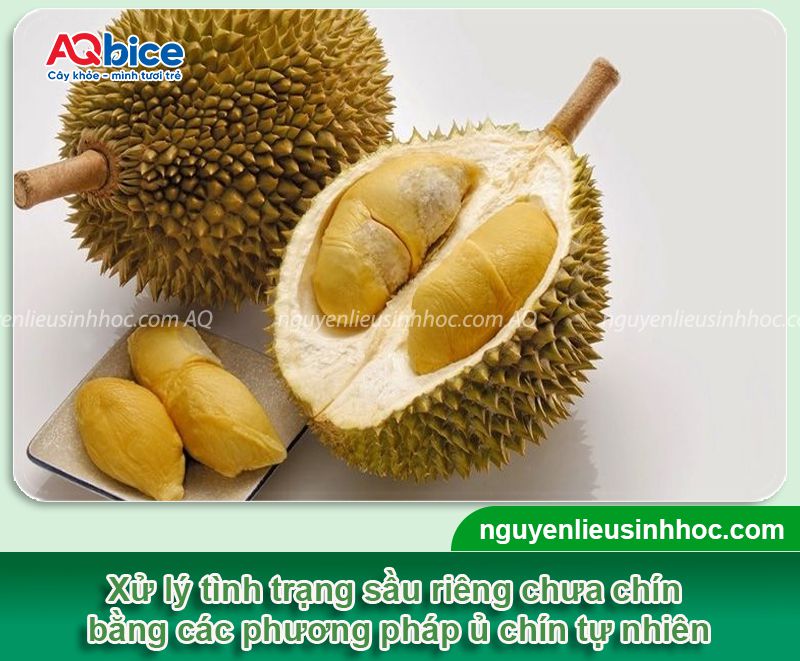 Top 8 cách ủ sầu riêng nhanh chín tự nhiên, an toàn tại nhà