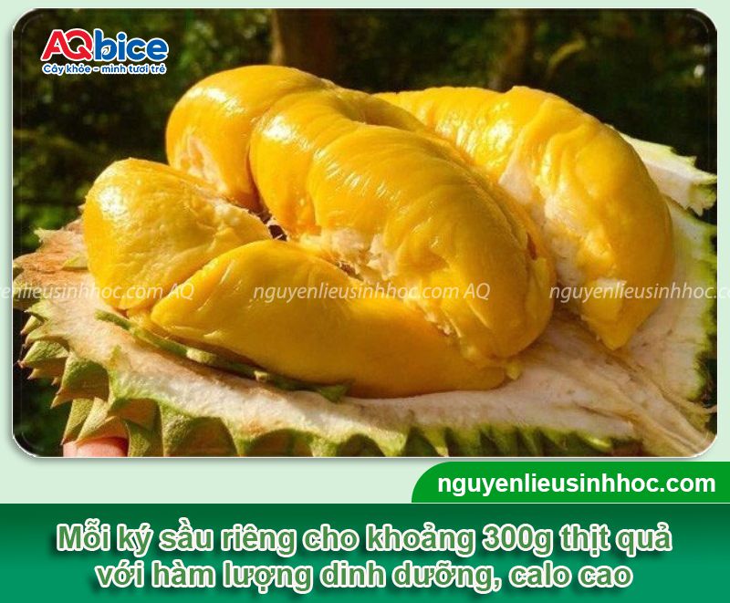 1kg sầu riêng được bao nhiêu cơm? Tỷ lệ cơm theo từng giống 1 1kg sầu riêng được bao nhiêu cơm? Tỷ lệ thịt quả theo từng giống