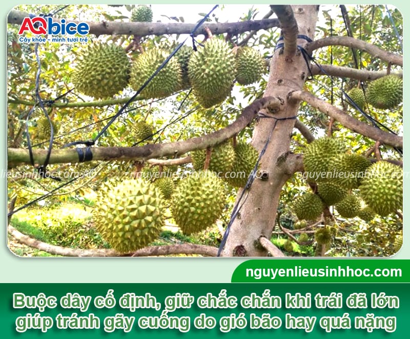 Hướng dẫn cách cột trái sầu riêng, giảm rụng non hiệu quả