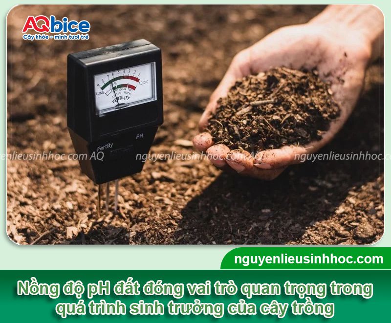 Hướng dẫn cách tăng độ pH cho đất, khử chua, hạ phèn 1 Hướng dẫn cách tăng độ pH cho đất, nâng cao năng suất cây trồng