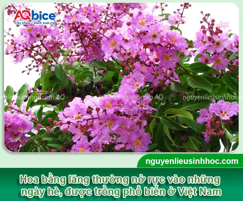 Cách trồng cây bằng lăng và chăm sóc cho hoa nở tươi thắm