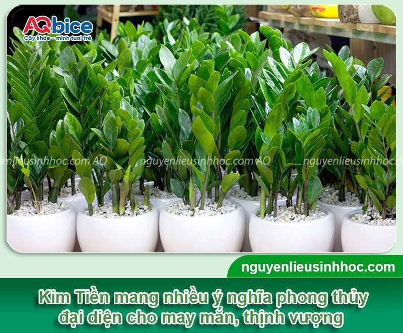 Cách trồng cây Kim Tiền bằng cành, lá, củ đơn giản tại nhà