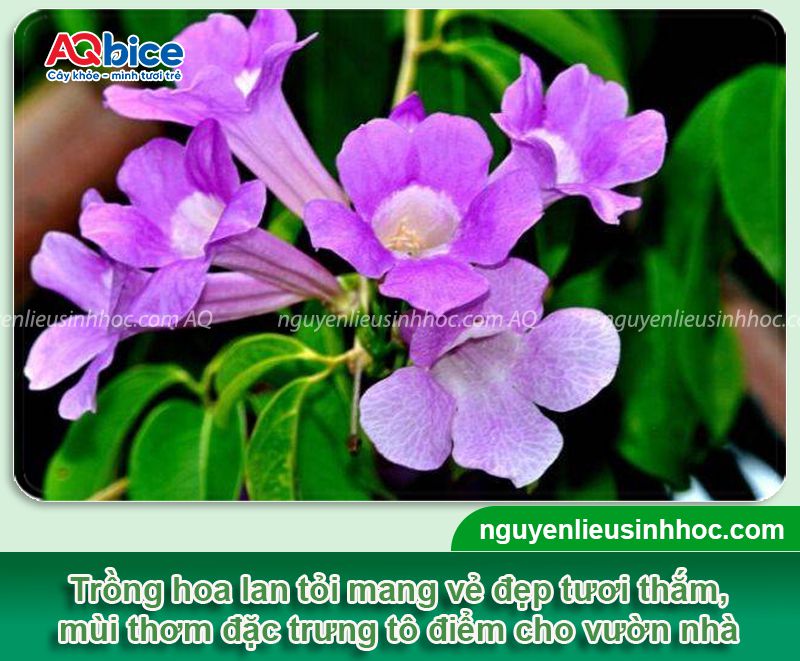 Cách trồng hoa lan tỏi và chăm cây nở hoa tươi thắm quanh năm