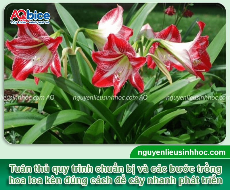 Hướng dẫn cách trồng hoa loa kèn nhanh lớn, hoa nở rực rỡ