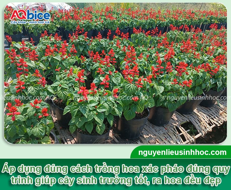 Chi tiết cách trồng hoa xác pháo lâu tàn, hoa nở đều và bền màu