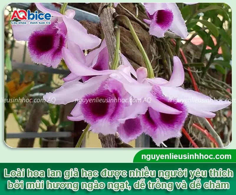 Hướng dẫn cách trồng lan giả hạc ra hoa đều, không sâu bệnh