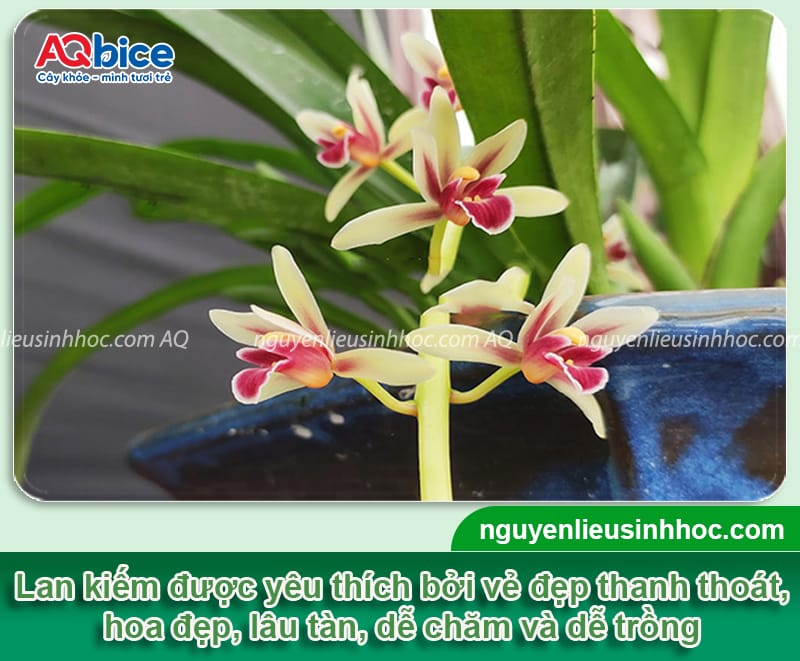 Hướng dẫn cách trồng lan kiếm đúng kỹ thuật, cây mau ra hoa