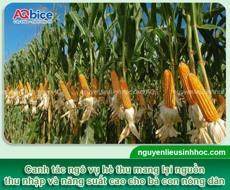 Hướng dẫn quy trình trồng ngô vụ hè thu đúng chuẩn kỹ thuật
