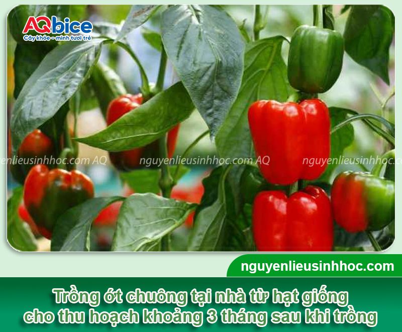Quy trình thực hiện cách trồng ớt chuông năng suất cao tại nhà