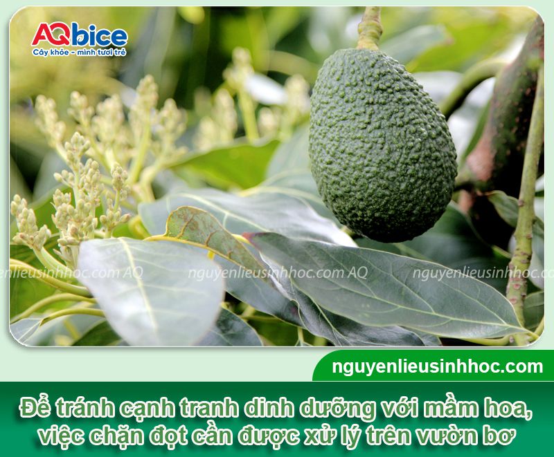 Thuốc chặn đọt bơ: Hiệu quả nhanh chóng, an toàn cho cây 1 Thuốc chặn đọt bơ sinh học nhanh chóng, an toàn cho cây