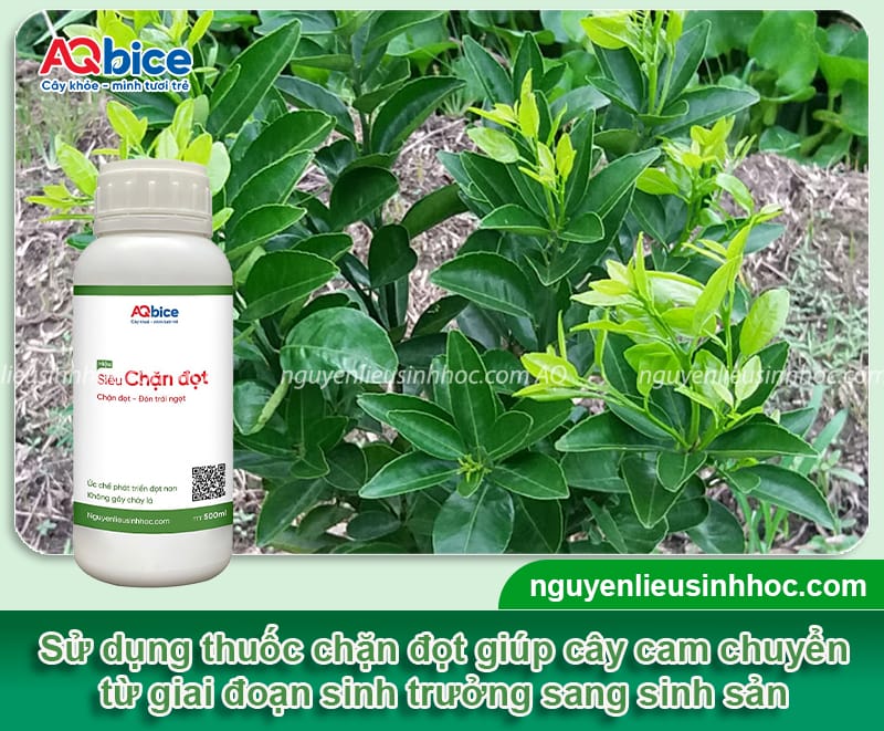 Thuốc chặn đọt cam: Cách giúp cây phân hóa mầm hoa đúng cách