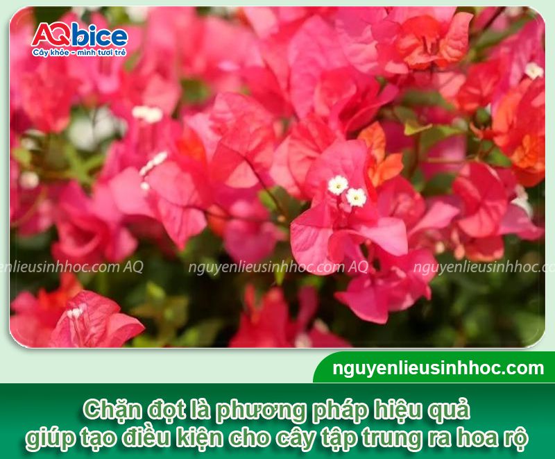 Thuốc chặn đọt hoa giấy già lá nhanh và kích cây ra hoa đều 1 Thuốc chặn đọt hoa giấy già lá nhanh và kích cây ra hoa đều