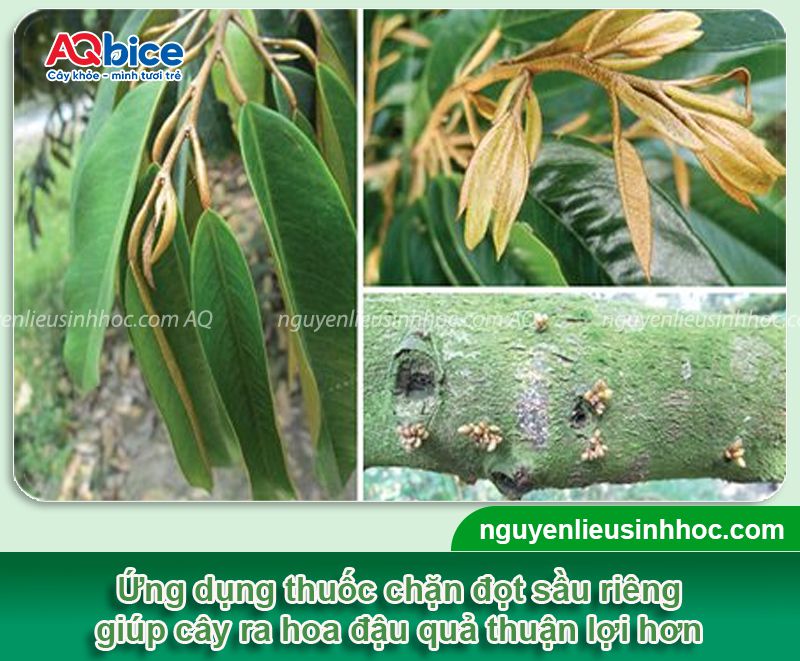 Thuốc chặn đọt sầu riêng giúp ức chế đọt non, lá nhanh già 1 Thuốc chặn đọt sầu riêng ức chế đọt, lá nhanh già và tăng đậu trái