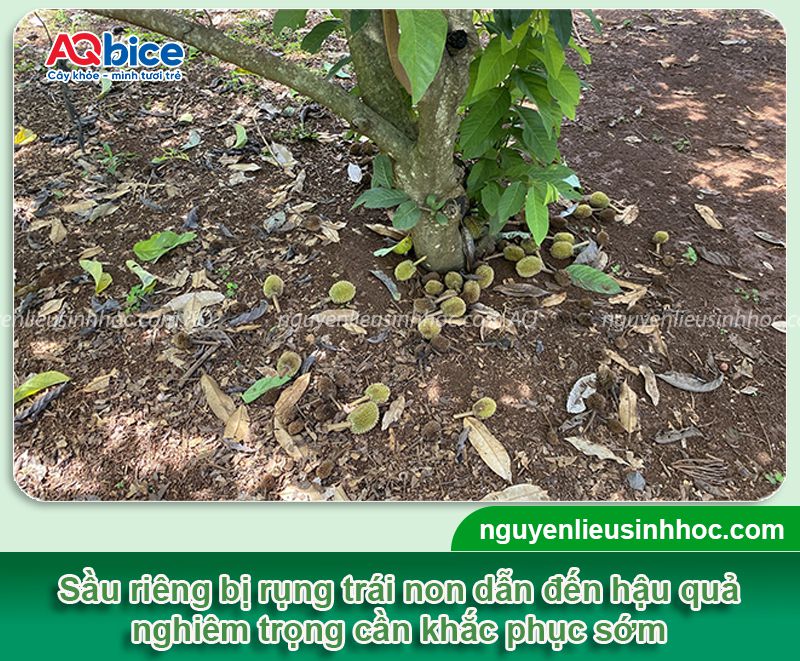 Thuốc chống rụng trái non sầu riêng Kfruit tăng tỷ lệ đậu trái 1 Thuốc chống rụng trái non sầu riêng Kfruit tăng tỷ lệ đậu trái