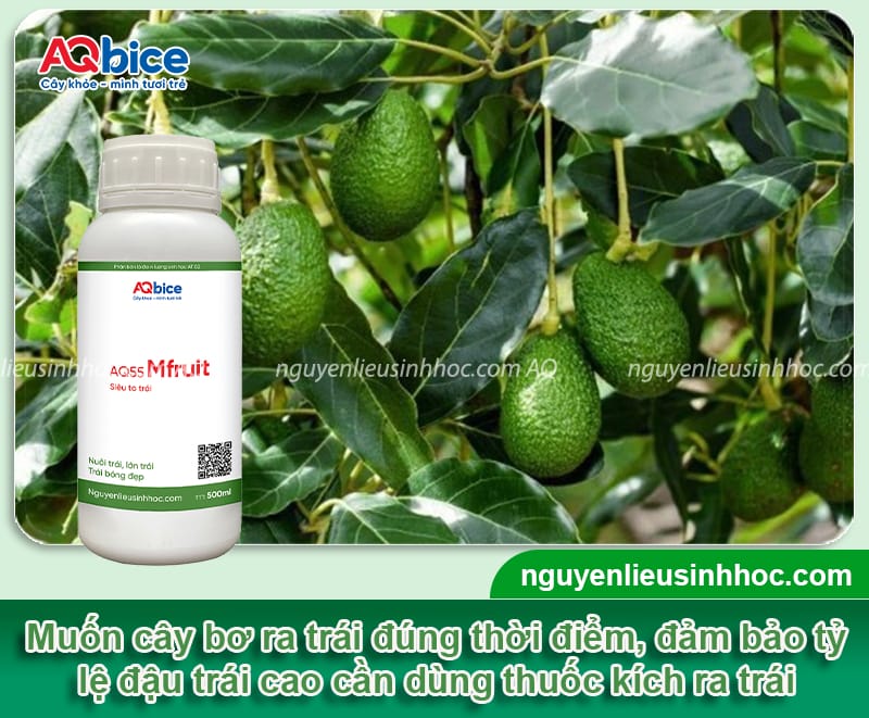 Thuốc kích bơ ra trái: Giải pháp bơ ra sai trái, đúng mùa vụ