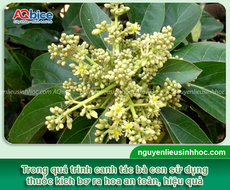 Thuốc kích ra hoa bơ Bloom chống rụng hoa, rụng trái non 1 Thuốc kích ra hoa bơ Bloom chống rụng hoa, rụng trái non