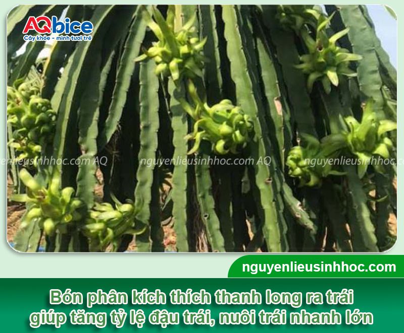 Thuốc kích thanh long ra trái Kfruit tăng tỷ lệ đậu trái, đẹp mã 1 Thuốc kích thanh long ra trái Kfruit tăng tỷ lệ đậu trái, đẹp mã