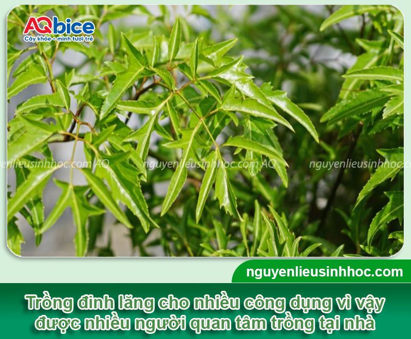 Trồng cây đinh lăng trước nhà có tốt không? Vị trí phù hợp 1 Trồng cây đinh lăng trước nhà có tốt không? Vị trí hợp phong thủy