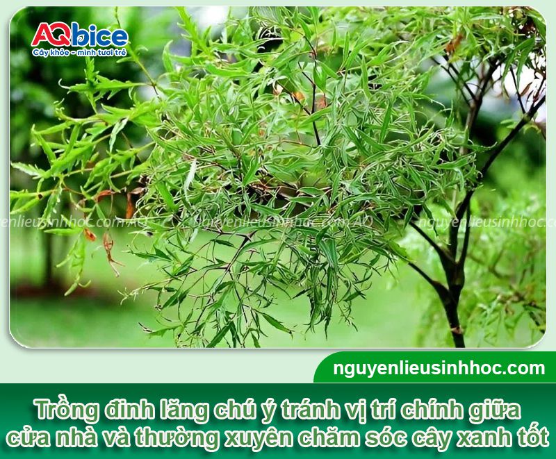 Trồng cây đinh lăng trước nhà có tốt không? Vị trí hợp phong thủy