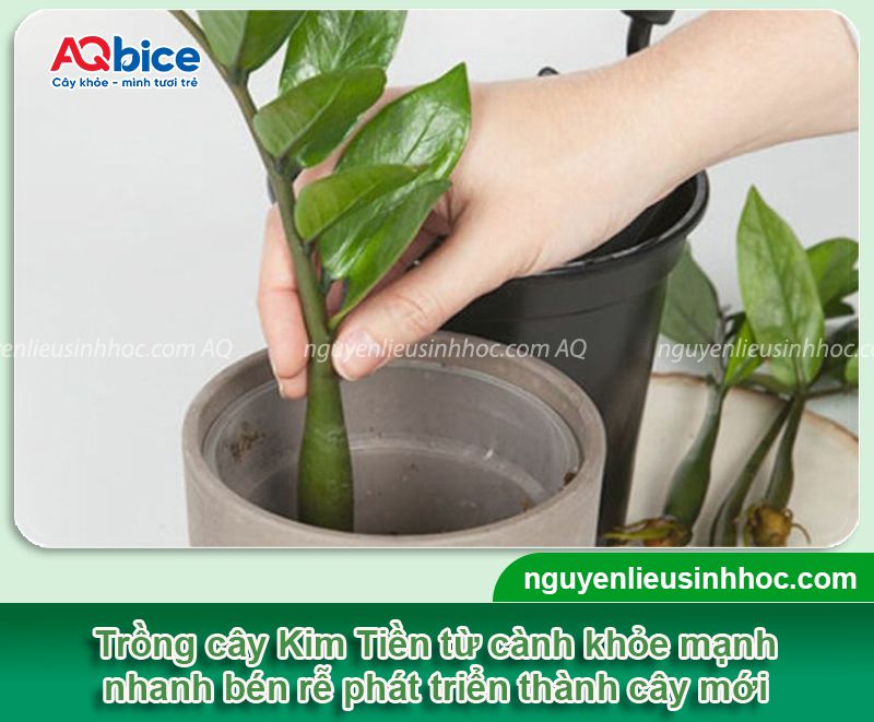 Cách trồng cây Kim Tiền bằng cành, lá, củ đơn giản tại nhà 3 Cách trồng cây Kim Tiền bằng cành, lá, củ đơn giản tại nhà