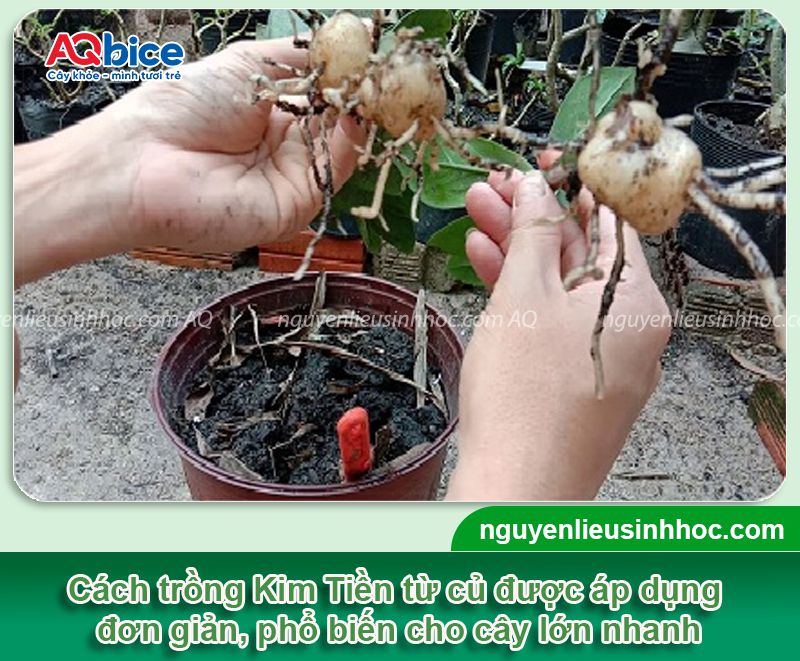 Cách trồng cây Kim Tiền bằng cành, lá, củ đơn giản tại nhà 4 Cách trồng cây Kim Tiền bằng cành, lá, củ đơn giản tại nhà