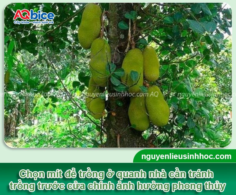 Trồng cây mít trước nhà có tốt không? Vị trí phù hợp phong thủy? 2 Trồng cây mít trước nhà có tốt không? Vị trí phù hợp phong thủy?