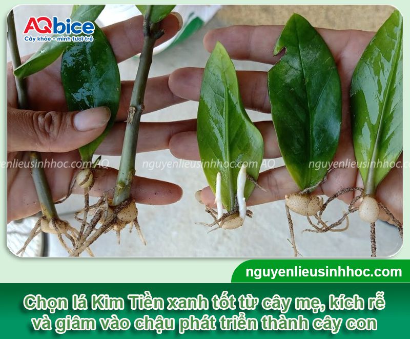 Cách trồng cây Kim Tiền bằng cành, lá, củ đơn giản tại nhà 2 Cách trồng cây Kim Tiền bằng cành, lá, củ đơn giản tại nhà