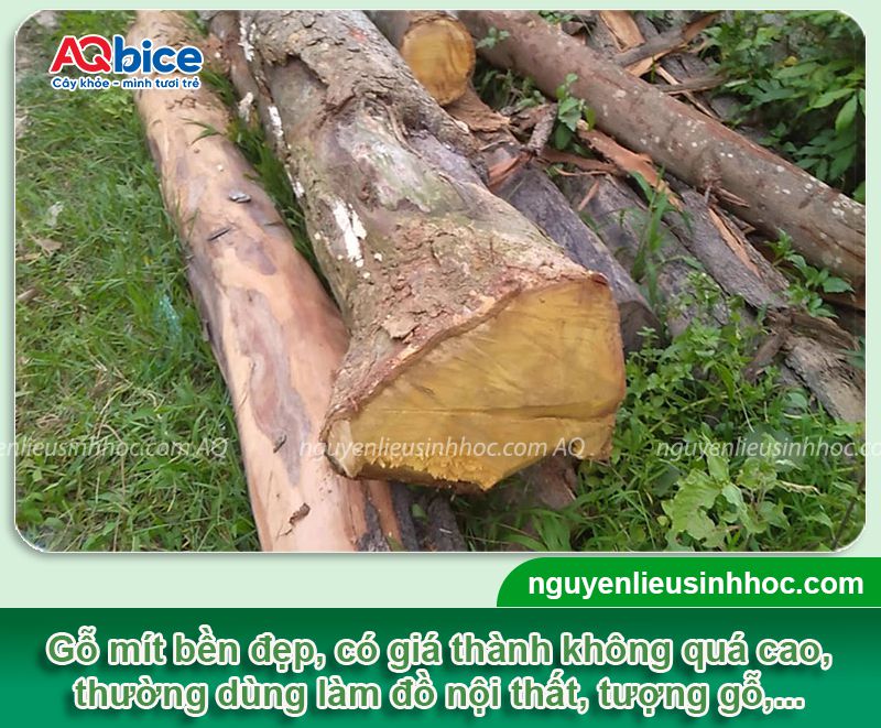 Trồng mít lấy gỗ bao lâu? Giá mỗi khối gỗ mít bao nhiêu? 2 Trồng mít lấy gỗ bao lâu? Giá mỗi khối gỗ mít bao nhiêu?