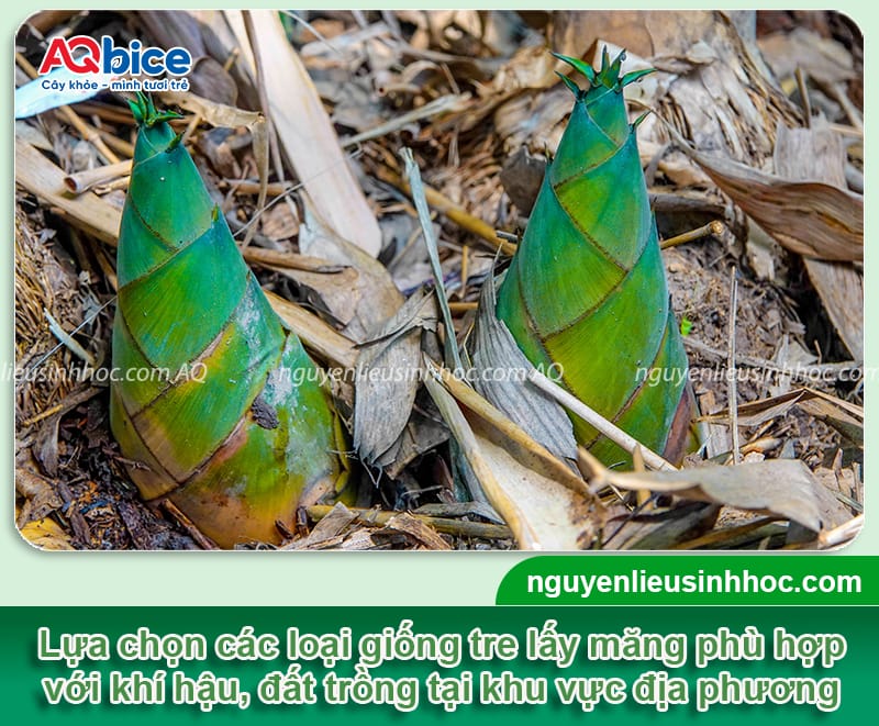 Hướng dẫn trồng tre lấy măng đúng kỹ thuật, mau nảy chồi 2 Hướng dẫn trồng tre lấy măng đúng quy trình, mau nảy chồi
