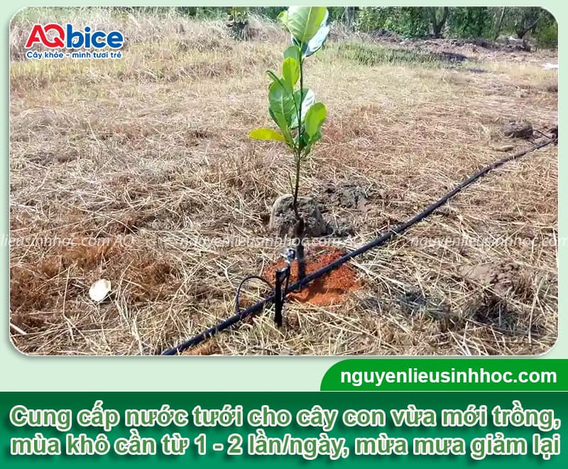 Cách chăm sóc cây mít mới trồng mau bén rễ, phát triển 2 Cách chăm sóc cây mít mới trồng mau bén rễ, phát triển tốt