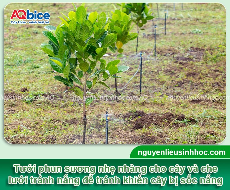 Cách cứu cây mít sắp chết phục hồi nhanh, xanh tươi trở lại 6 Cách cứu cây mít sắp chết phục hồi nhanh, xanh tươi trở lại