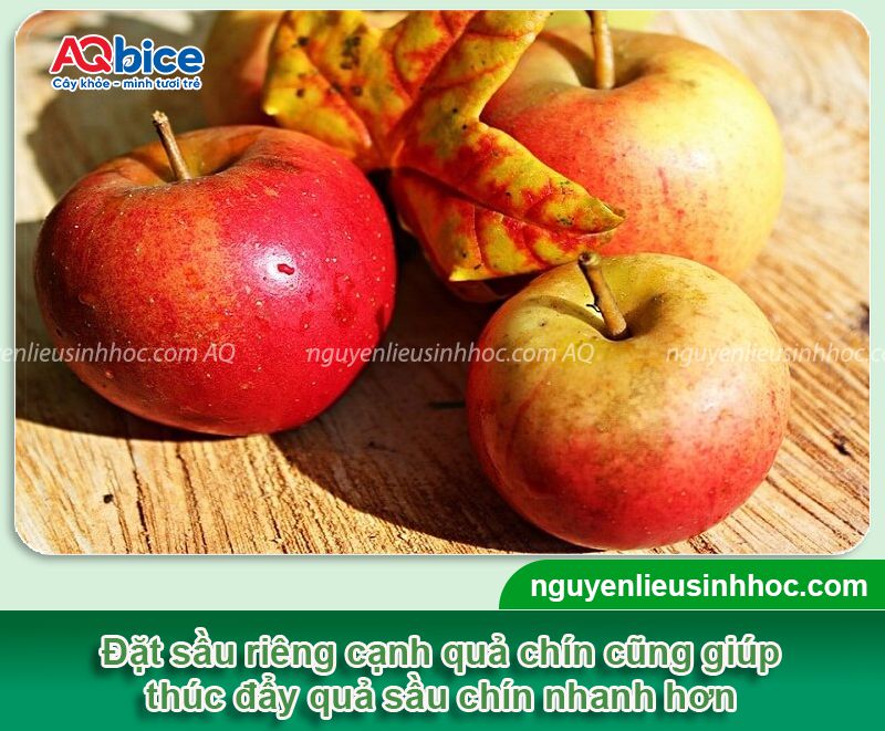 Top 8 cách ủ sầu riêng nhanh chín tự nhiên, an toàn tại nhà 4 Top 8 cách ủ sầu riêng nhanh chín tự nhiên, an toàn tại nhà